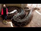 World's Longest Snakes! EP. 424 : SnakeBytesTV : AnimalBytesTV