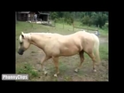 FUNNY HORSES FAIL Compilation    March 2014 | horses compilation