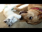 Amazing Cats and Dogs best friends -compilation HD