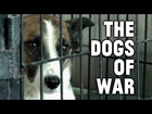 The Dogs of War: Remarkable Effort to Care for Canines in Afghanistan