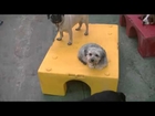 Small Dogs 4/2