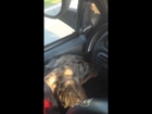 Miniature Dachshund loves that cold A/C in my Dodge Truck