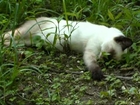 【いなか猫５２８】草の中で死んだように寝ているシャム猫ちゃん(cat sleep)japanese funny cat
