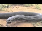 Black Mamba vs Mongoose vs King Cobra vs Komodo vs Phython