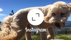 Instagram Video in Landscape - Examples