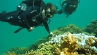 Coral reef resiliency research draws high-profile investments