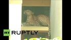 India: Leopard spreads panic in Jaipur residential area