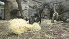 Chimpanzees game-Zoo Frankfurt