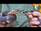 Cottonmouth vs Water Snake!