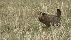 Greater Prairie Chicken Booming Grounds