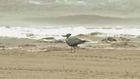 Birds show signs of Texas oil spill