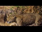 Jaguar -  Planet Earth II Episode 3 Jungles - Full Clip