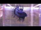 For Sale: Black Orchid Crowntail Betta Male (newlisting) Siamese Fighting Fish
