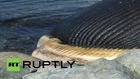 Canada: Bloated blue whale ready to blow in Newfoundland