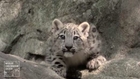 Snow leopard cubs make Bronx Zoo debut