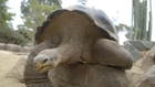 This turtle proves you're never too old to move