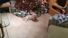 Defensive Dog Guards Christmas Treats