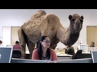 GEICO Hump Day Camel Commercial   Happier than a Camel on Wednesday