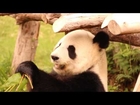 Giant panda munching on bamboo at Ocean Park, Hong Kong
