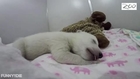 Tiniest Polar Bear Has Sweet Dreams