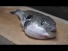 High-Stakes Dining: Dare to Taste the Poison Puffer Fish?