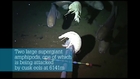 Life in the Mariana Trench - Amazing Footage !