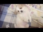 Top best funny animals dog - Funny dogs video