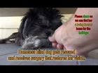 Homeless blind dog gets rescued and receives surgery that restores her vision. Please share.