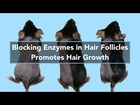 Blocking Enzymes in Hair Follicles Promotes Hair Growth