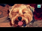 Yorkshire Terrier Dog Breed Info