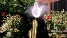 Water Balloon vs Spiny Cactus