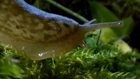 Slug Sex