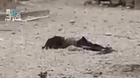 Kobane- hungry cats eating the dead bodies of IS who been left behind