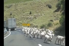 'This is wonderful, this is NZ' - sheep video goes viral