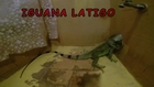 Iguana Attack, Using tail, Happened in Costa Rica