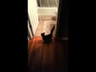 Cat Jumps Through 