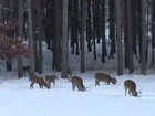 Whitetail Deer Hunting - Huge Buck Running Shot