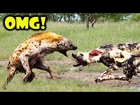 Most Amazing Wild Animal Attacks #62 ❖ TOP 10 WILD DOGS ATTACK Hyena, Antelope, Elephant, Crocodile