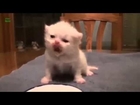Rire   Funny Cats and Kittens Meowing Compilation 2014 NEW HD