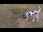 Tùng Lộc Pet - Chó Đốm Buu Dalmatian