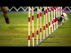 Dog rescue videos Masher the Papillion at an Agility Competition   Part 1   Extraordinary Dogs
