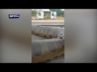 Brazil:the biggest snake ever!! Construction workers discover 10m anaconda on building site