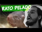 ESSE ANIMAL É INCRÍVEL! | Canal do Slow 40