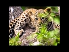 Help Save Africa's Big Cats!
