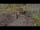 Cute baby Benjamin the orphan pygmy goat in Yorkshire