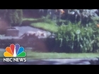 Lion Possibly Loose In Milwaukee, Wisconsin | Short Take | NBC News