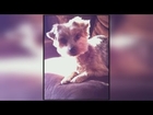Dog missing, two others killed, injured after hit and run