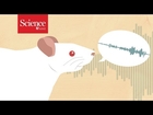 Ticklish rats help pinpoint 'tickle center' in the brain