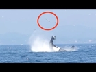 Whale Kicks Seal 80 Feet In The Air | What's Trending Now