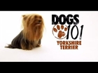 DOGS 101 - Yorkshire Terrier [ITA]